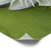 Galapagos Passion Blume Passiflora Foetida Poster (Ecke)