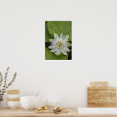 Galapagos Passion Blume Passiflora Foetida Poster (Küche)