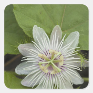 Galapagos Passion Blume Passiflora Foetida Quadratischer Aufkleber