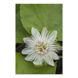 Galapagos-Passionsblume Passiflora foetida Fotodruck