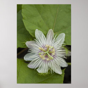 Galapagos-Passionsblume Passiflora foetida Poster