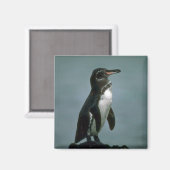 Galapagos' Pinguin auf dem Felsen von Lava Magnet (Vorderseite/Rückseite)