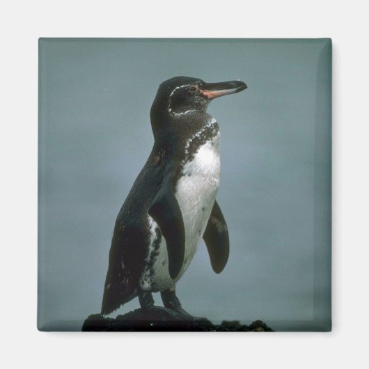 Galapagos' Pinguin auf dem Felsen von Lava Magnet (Vorne)