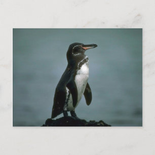 Galapagos' Pinguin auf dem Felsen von Lava Postkarte