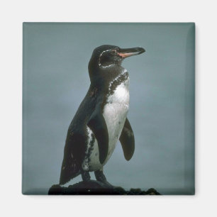 Galapagos Pinguin auf Lava-Felsen Magnet