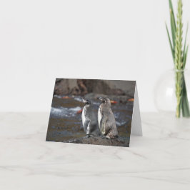 Galapagos-Pinguin-Paar-Grußkarte Karte