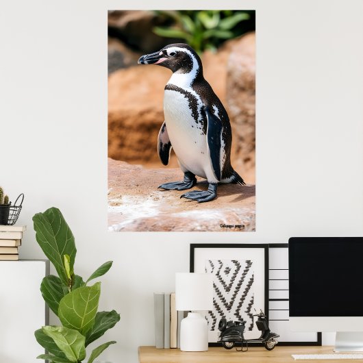 Galapagos-Pinguin Poster (Heimbüro)
