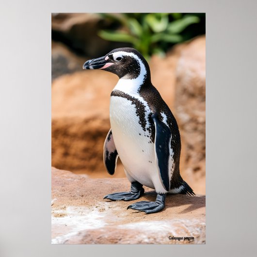 Galapagos-Pinguin Poster (Vorne)