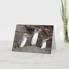 Galapagos-Pinguine Klapp-Grußkarte Karte