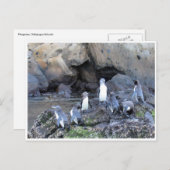 Galapagos-Pinguine Postkarte (Vorne/Hinten)