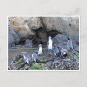 Galapagos-Pinguine Postkarte (Vorderseite)