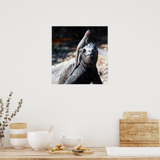 Galapagos Poster (Küche)