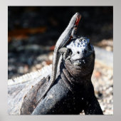 Galapagos Poster (Vorne)