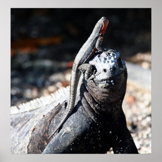 Galapagos Poster (Vorne)