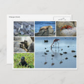 Galapagos Postkarte (Vorne/Hinten)