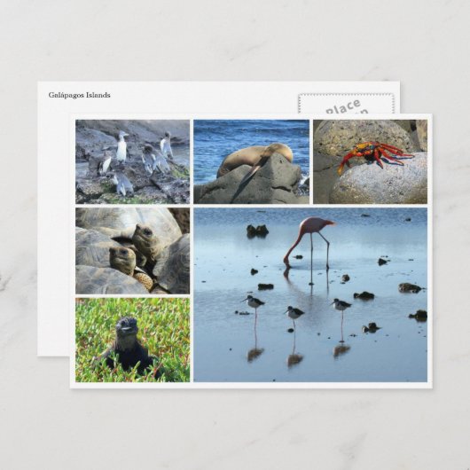Galapagos Postkarte (Vorne/Hinten)