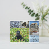 Galapagos Postkarte (Stehend Vorderseite)
