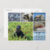 Galapagos Postkarte (Vorne/Hinten)
