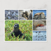 Galapagos Postkarte (Vorderseite)