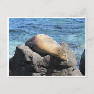 Galapagos Postkarte