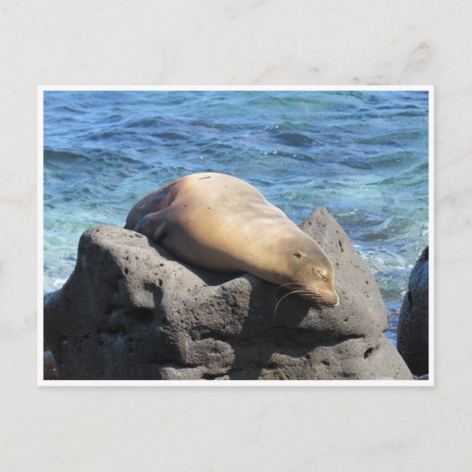 Galapagos Postkarte (Vorderseite)