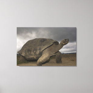 Galapagos-Riesenschildkröte Geochelone Leinwanddruck