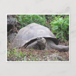 Galapagos-Riesenschildkröte Postkarte