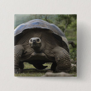 Galapagos-Riesenschildkröten Geochelone Button