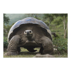Galapagos-Riesenschildkröten Geochelone Fotodruck