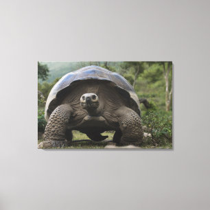 Galapagos-Riesenschildkröten Geochelone Leinwanddruck