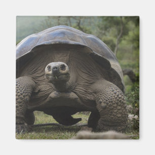 Galapagos-Riesenschildkröten Geochelone Magnet