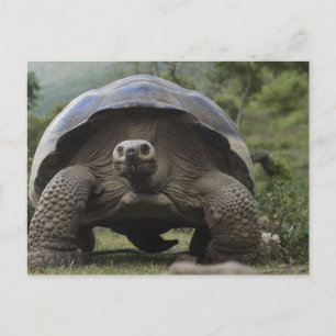 Galapagos-Riesenschildkröten Geochelone Postkarte