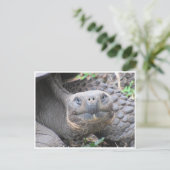 Galapagos-Riesenschildkrötengesicht Postkarte (Stehend Vorderseite)