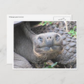 Galapagos-Riesenschildkrötengesicht Postkarte (Vorne/Hinten)