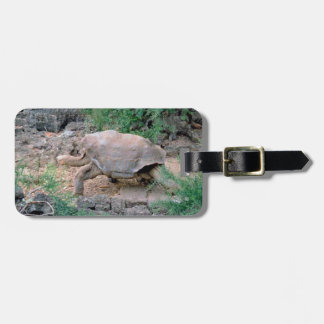 Galapagos-Schildkröten-Gepäckanhänger Gepäckanhänger