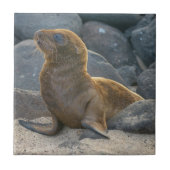 Galapagos Sea Lion Fliese (Vorderseite)