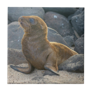 Galapagos Sea Lion Fliese