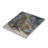 Galapagos Sea Lion Fliese (Seite)