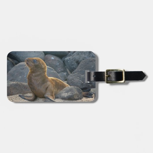 Galapagos Sea Lion Gepäckanhänger (Vorderseite horizontal)