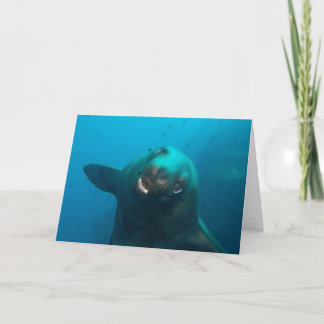 Galapagos Sea Lion Karte