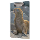 Galapagos Sea Lion Klemmbrett (Links)