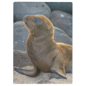 Galapagos Sea Lion Klemmbrett (Rückseite)