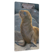 Galapagos Sea Lion Klemmbrett (Rechts)