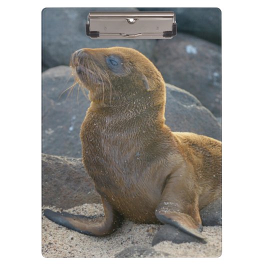 Galapagos Sea Lion Klemmbrett (Vorderseite)
