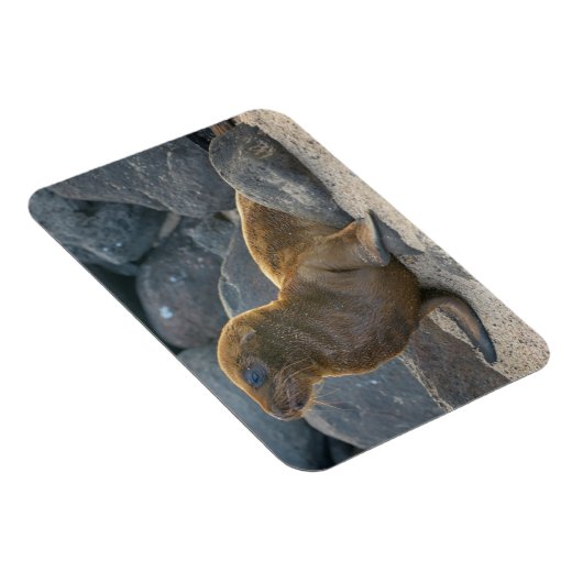 Galapagos Sea Lion Magnet (Rechte Seite)