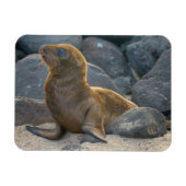 Galapagos Sea Lion Magnet (Horizontal)