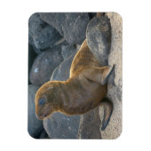 Galapagos Sea Lion Magnet (Vertikal)