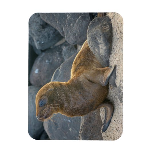 Galapagos Sea Lion Magnet (Vertikal)