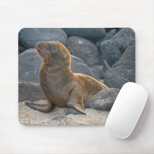 Galapagos Sea Lion Mousepad (Mit Mouse)