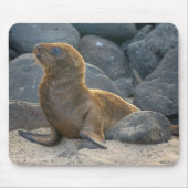 Galapagos Sea Lion Mousepad (Vorne)